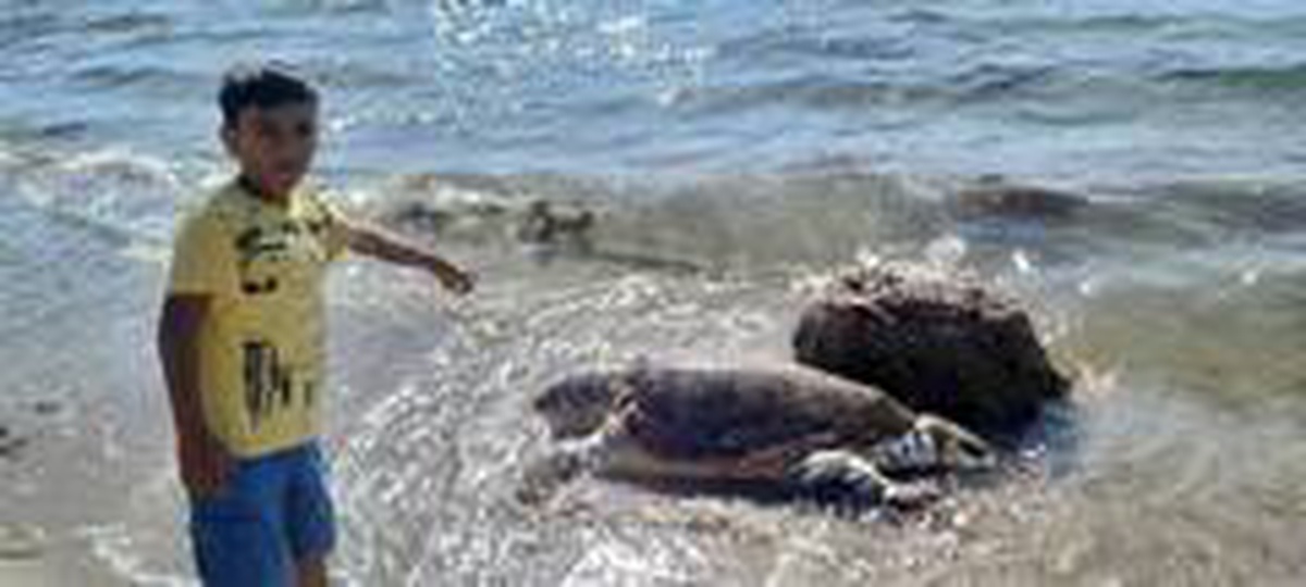 Çanakkale\'de ölü caretta caretta sahile vurdu