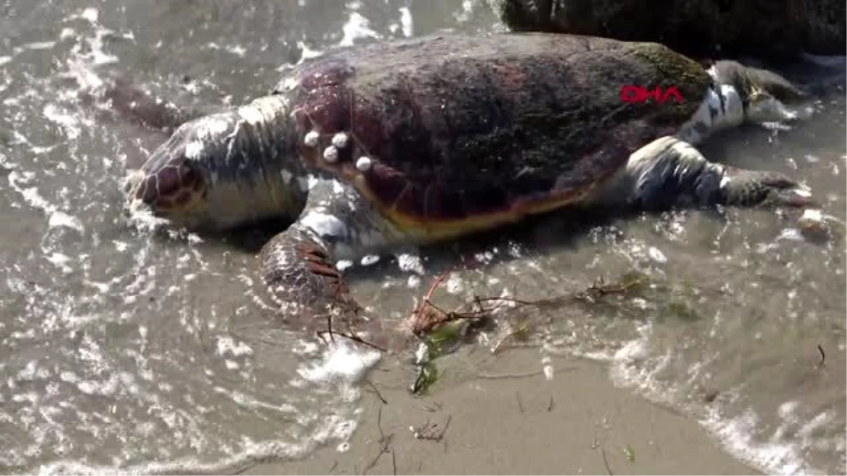 Son dakika haberleri: ÇANAKKALE Lapseki\'de sahile ölü caretta caretta vurdu