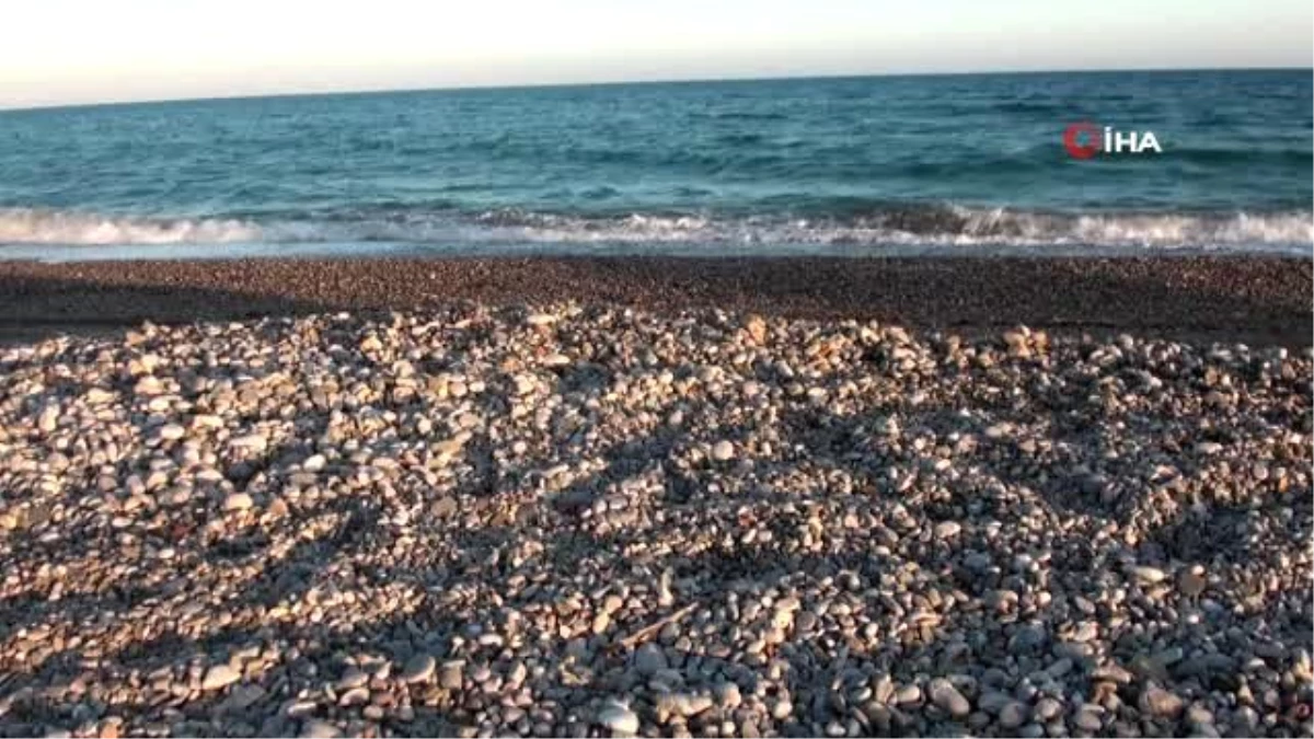 Caretta carettalar Mersin sahillerine yumurta bırakmaya başladı