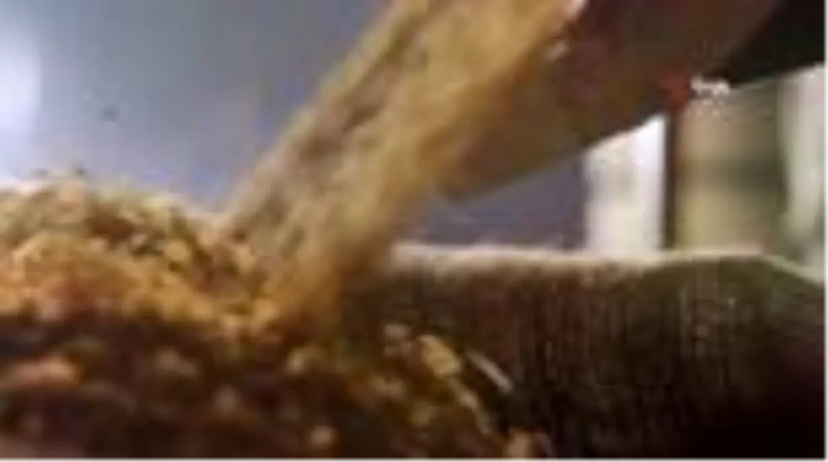 Cumhuriyetin 100\'üncü yılına 2 bin yıllık Ahmet Buğdayı tohumu