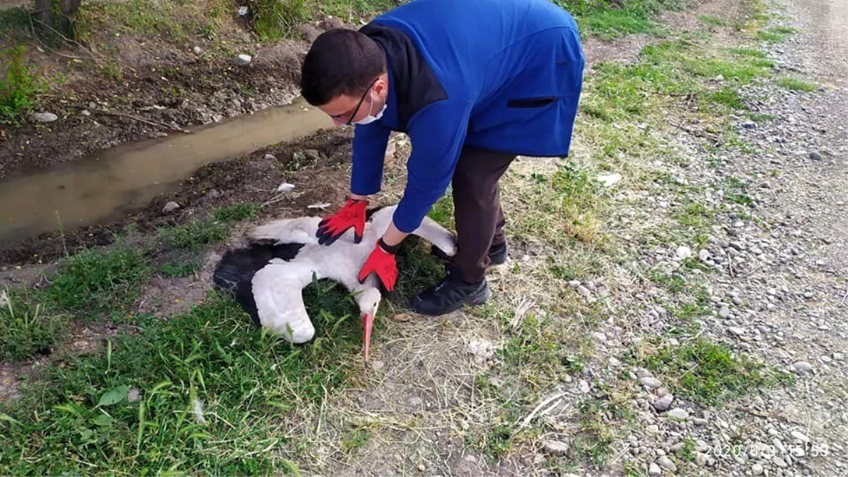 Elektrik çarpan leylek tedavi altına alındı