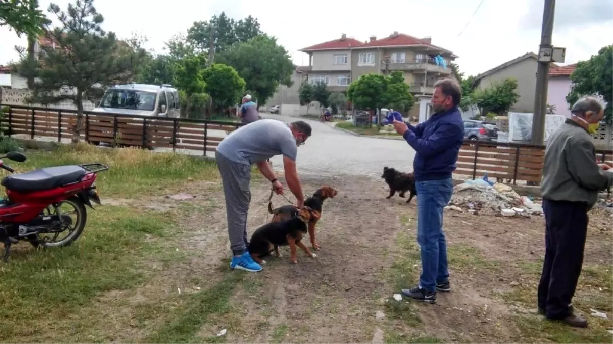 Kedi ve köpeklere kuduz aşısı yapıldı