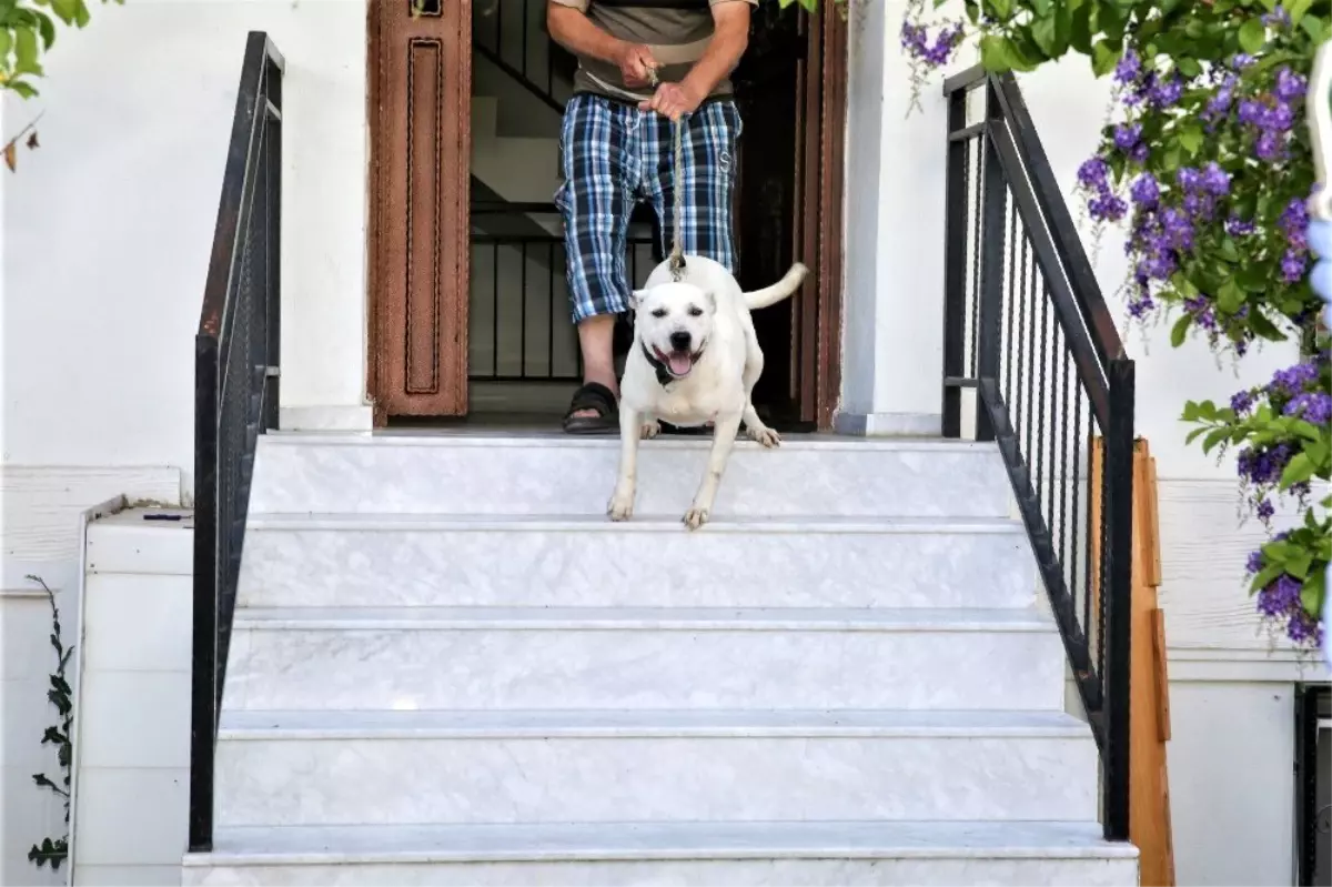 Şiddet mağduru köpeğe Buca Belediyesi sahip çıktı