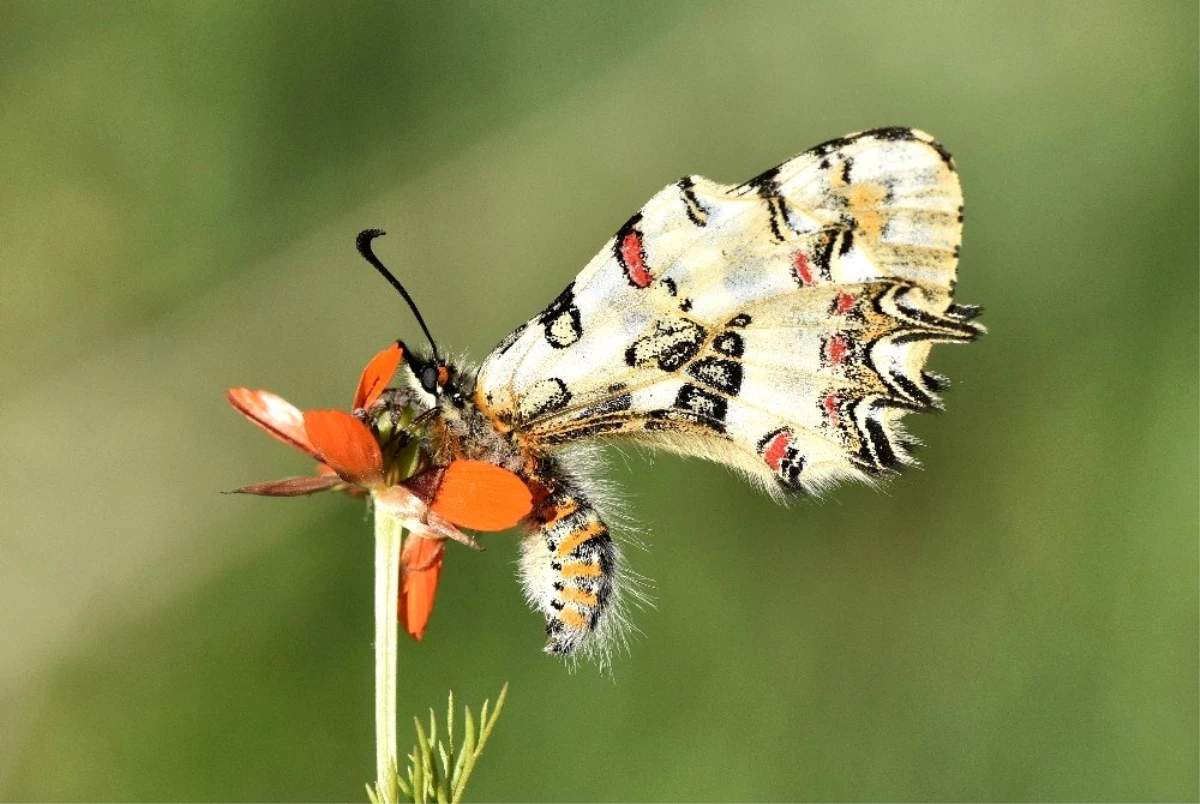 Son dakika haber... Van Gölü Havzası\'ndaki kelebek türleri kayıt altına alınıyor