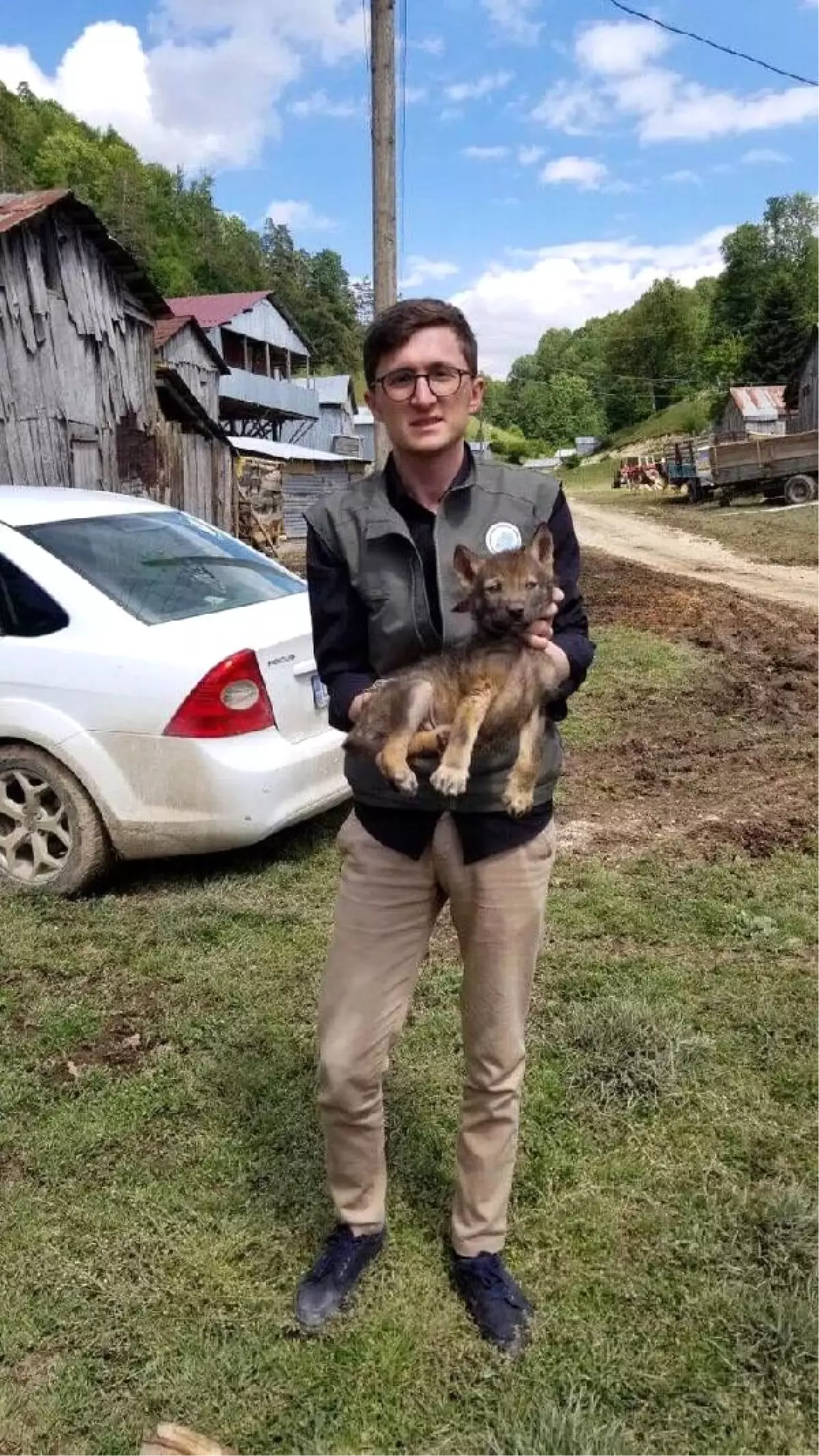 Çoban köpeklerinin yaraladığı yavru kurt, tedaviye alındı