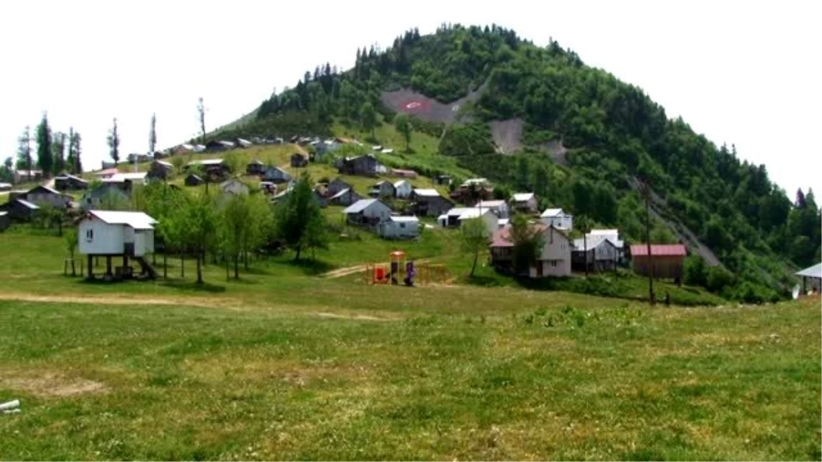 Dikmen Yaylası\'ndaki şakayık çiçekleri koruma altına alındı