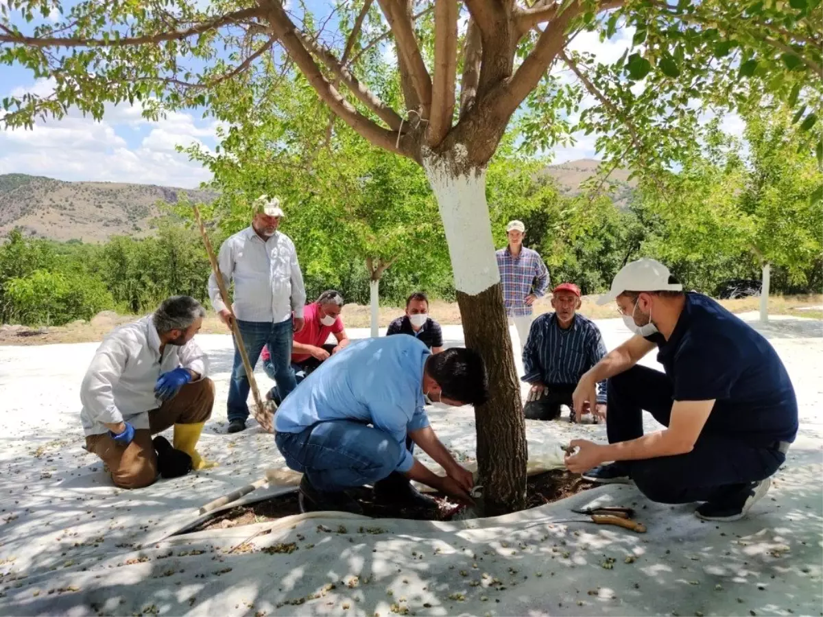 Dut bahçeleri incelendi, üreticiler hasat öncesi bilgilendirildi