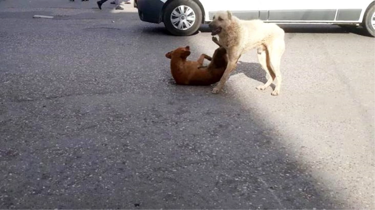 Kavga eden köpekleri herkes izlerken bir vatandaş demir çubukla ayırmaya çalıştı