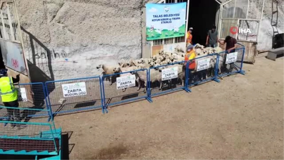 Kayseri\'de koyunlar kırkılmaya başlandıTalas Belediyesi çiftçilerin hem koyunu kırktı hem de...