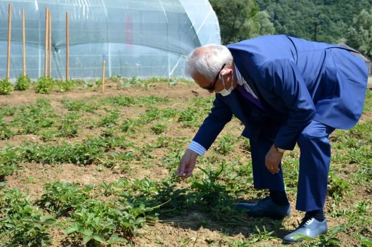 Kdz. Ereğli Belediyesi 12 çeşit üründe ata tohumu üretiyor