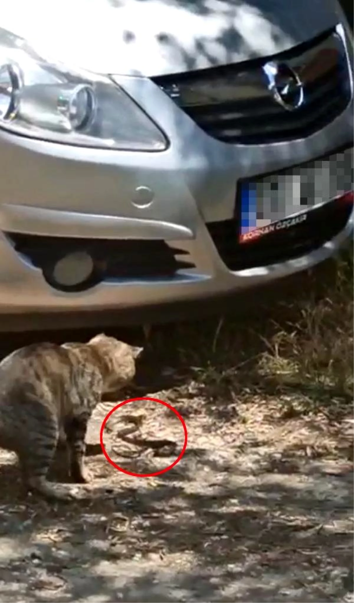 Kedinin patisiyle oynadığı yılan otomobile girdi, çıkarılamadı
