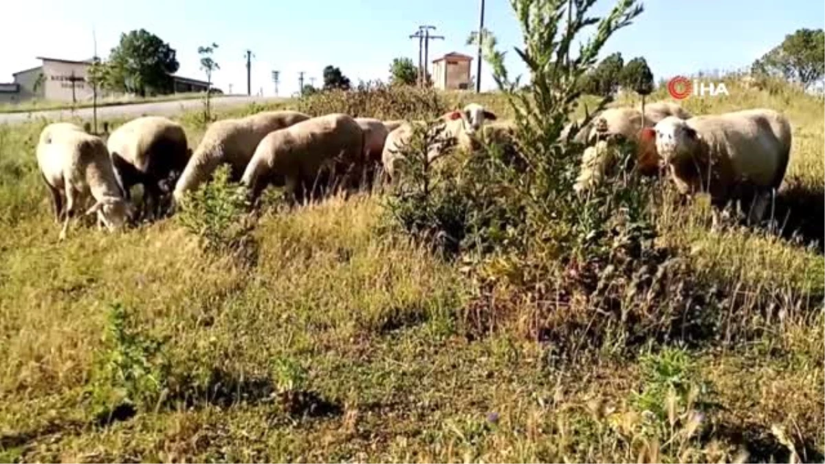 Koyunları otlatırken patlamamış top mermisi görünce şok oldu