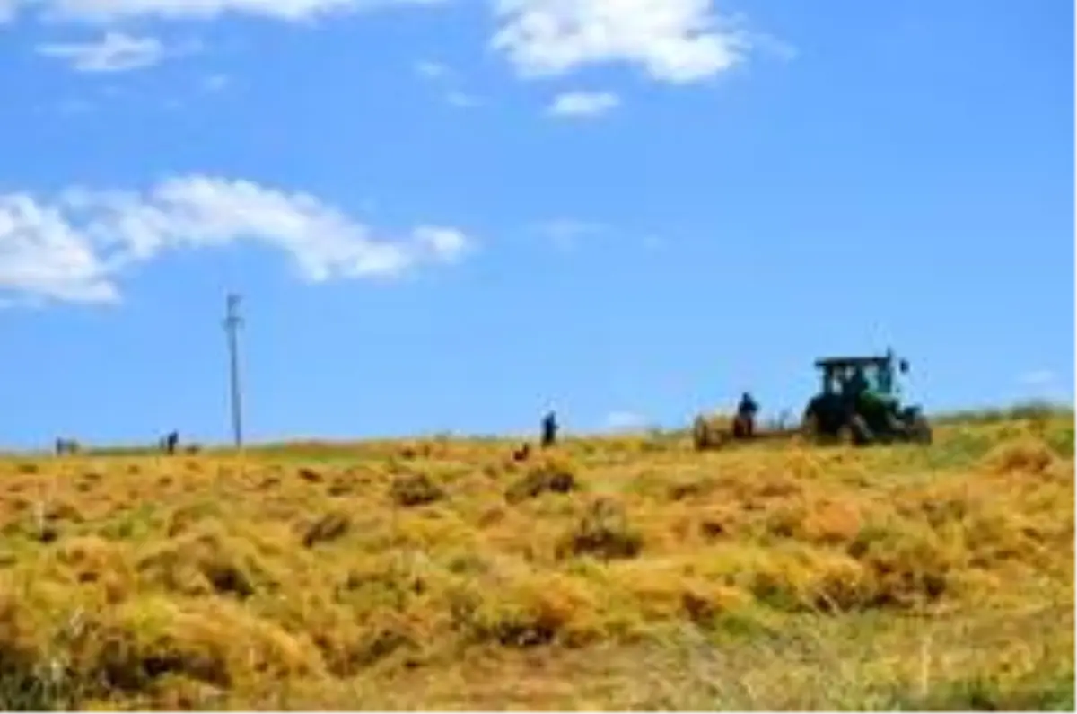 Siirt\'te mercimek hasadına başlandı