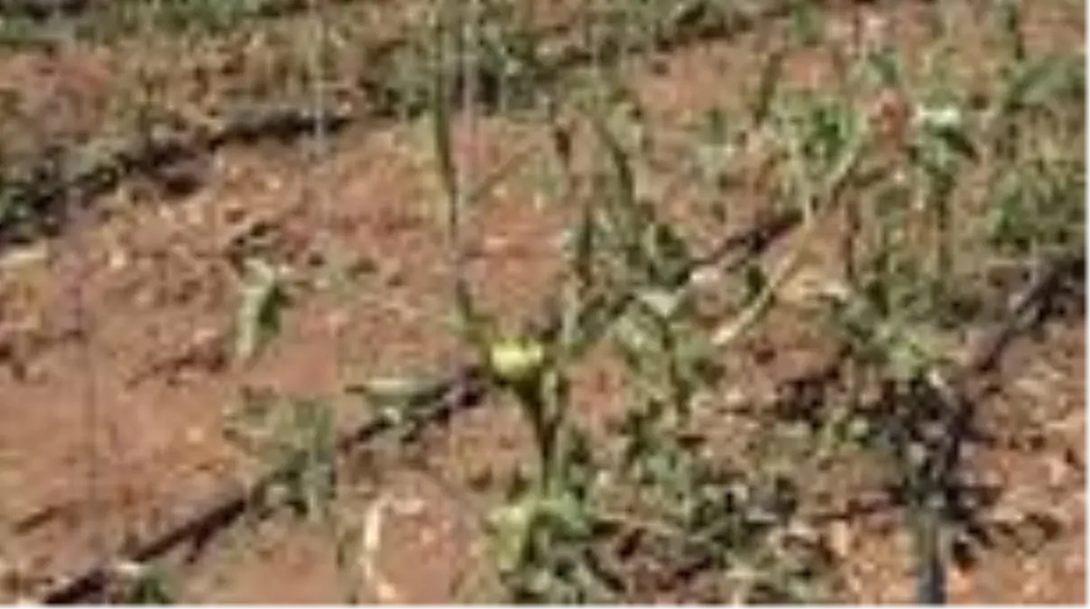 Tokat\'ta 30\'a yakın köyü dolu vurdu, zarar büyük