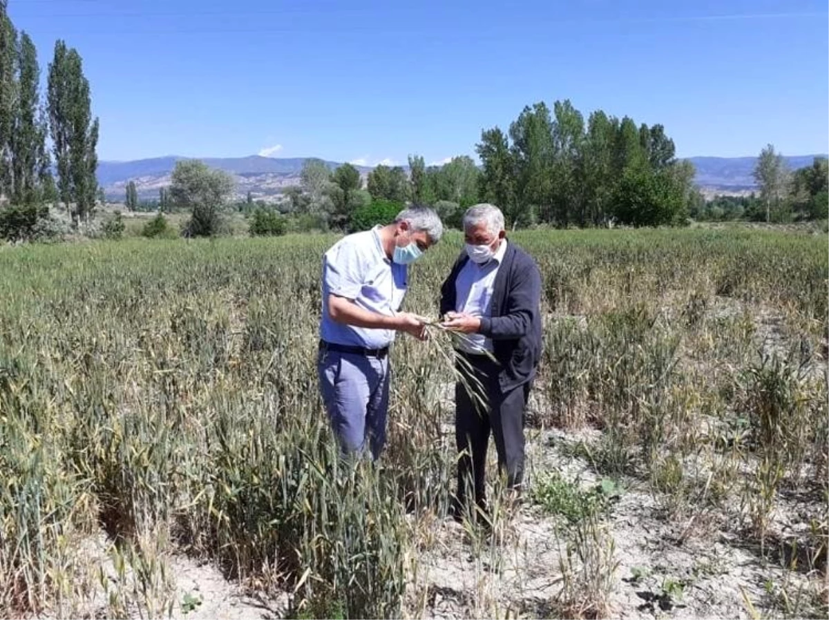 Tosya İlçe Tarım Müdürlüğünden tarlada hastalık incelemesi