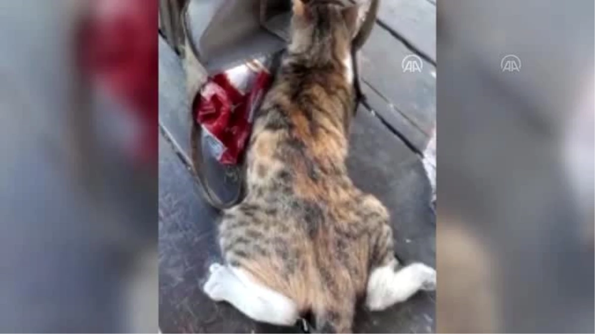 Yürüyemeyen sokak kedisi "Şanslı" tedavi edildi
