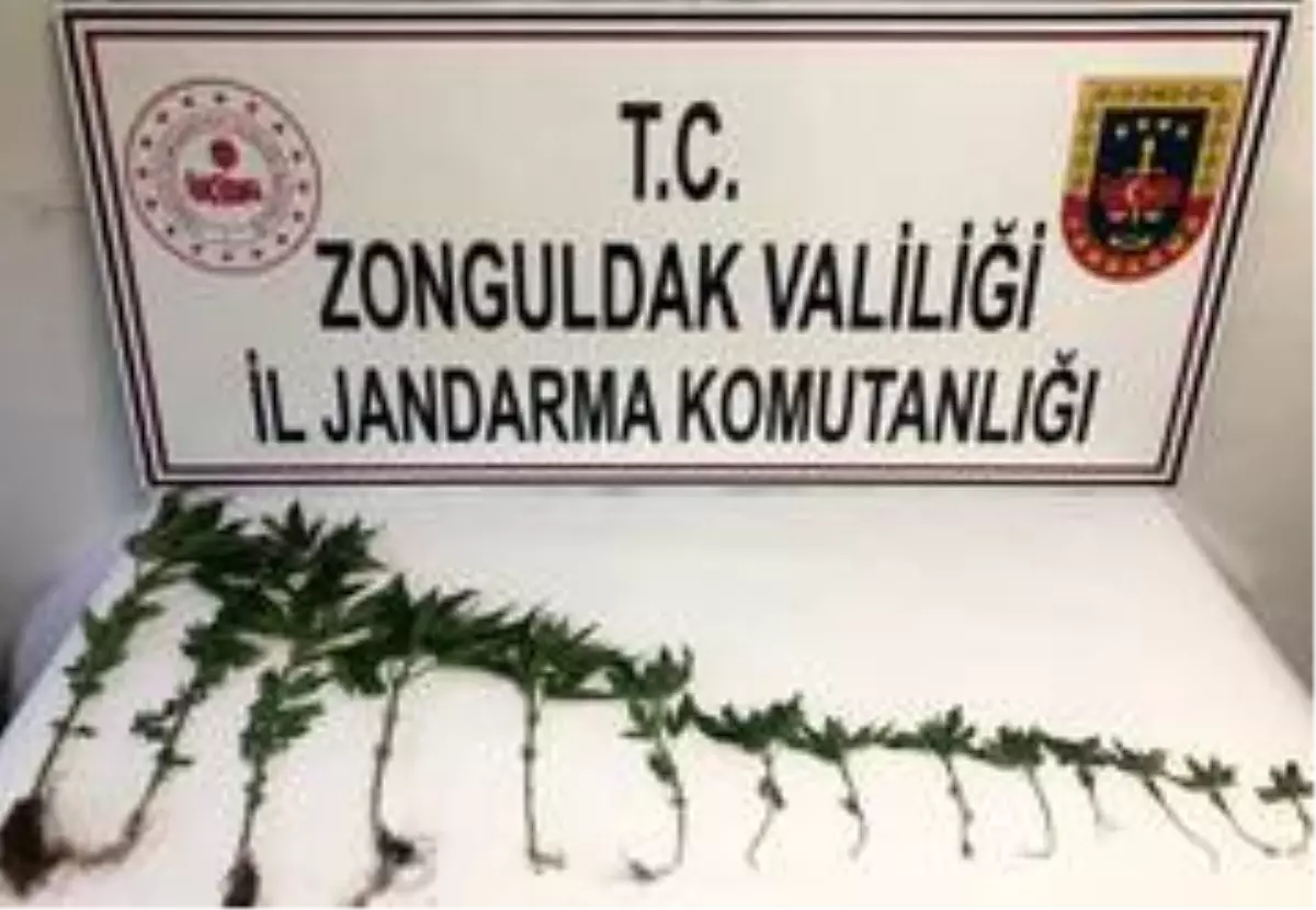 Zonguldak\'ta 14 kök kenevir bitkisi ele geçirildi