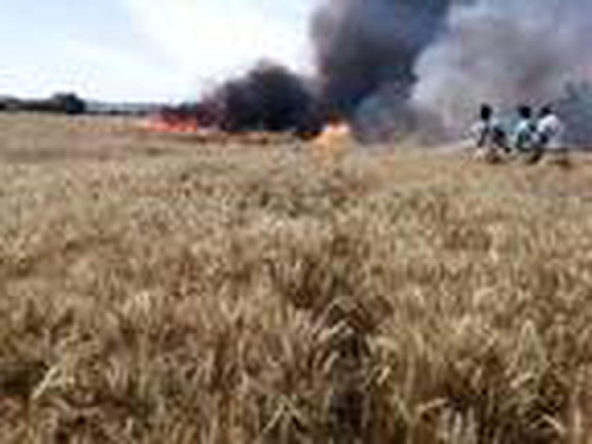 Son dakika haber... Foça\'da, tarlada çıkan yangında 40 ton \'buğday\' kül oldu