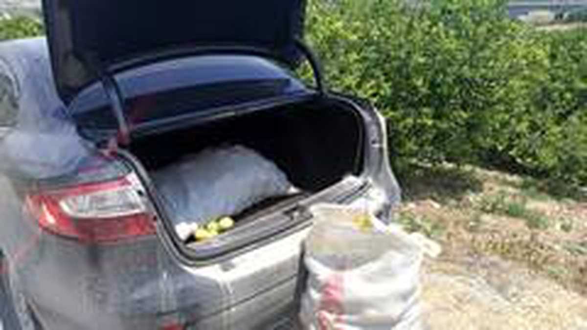 Limon ve motosiklet hırsızları yakalandı