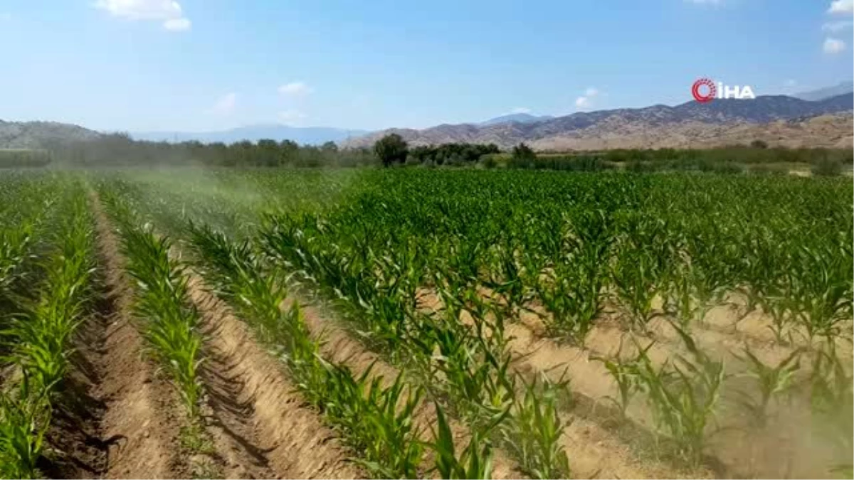 Ödemiş\'te mısır üretimi artıyor