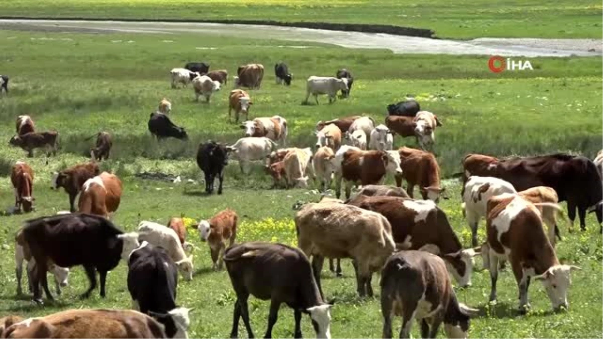 Terörün kökü kazındı, yaylalar şenlendi