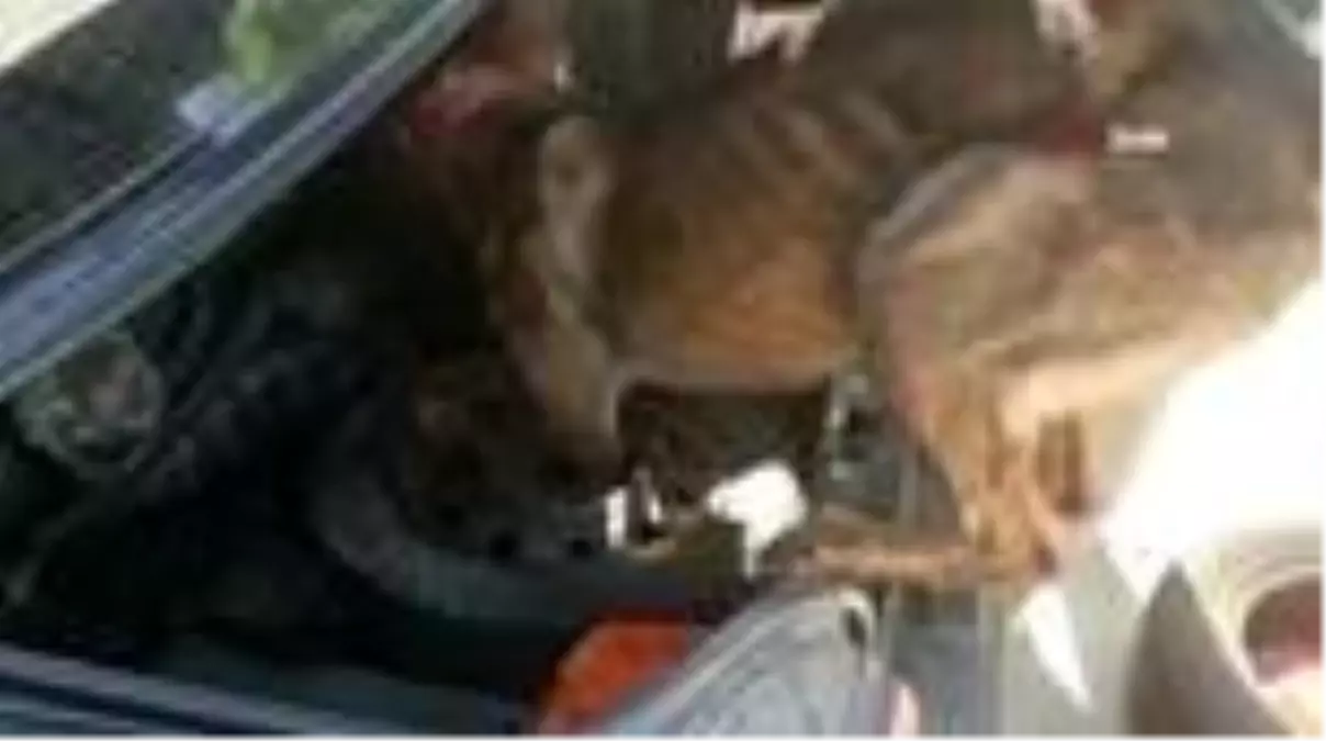 Son Dakika: Uyuşturucu maddeler stepneden çıktı