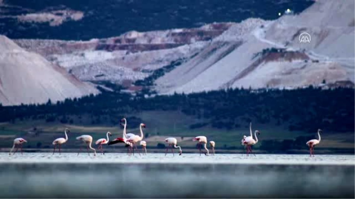 Yarışlı Gölü\'nde flamingo yoğunluğu