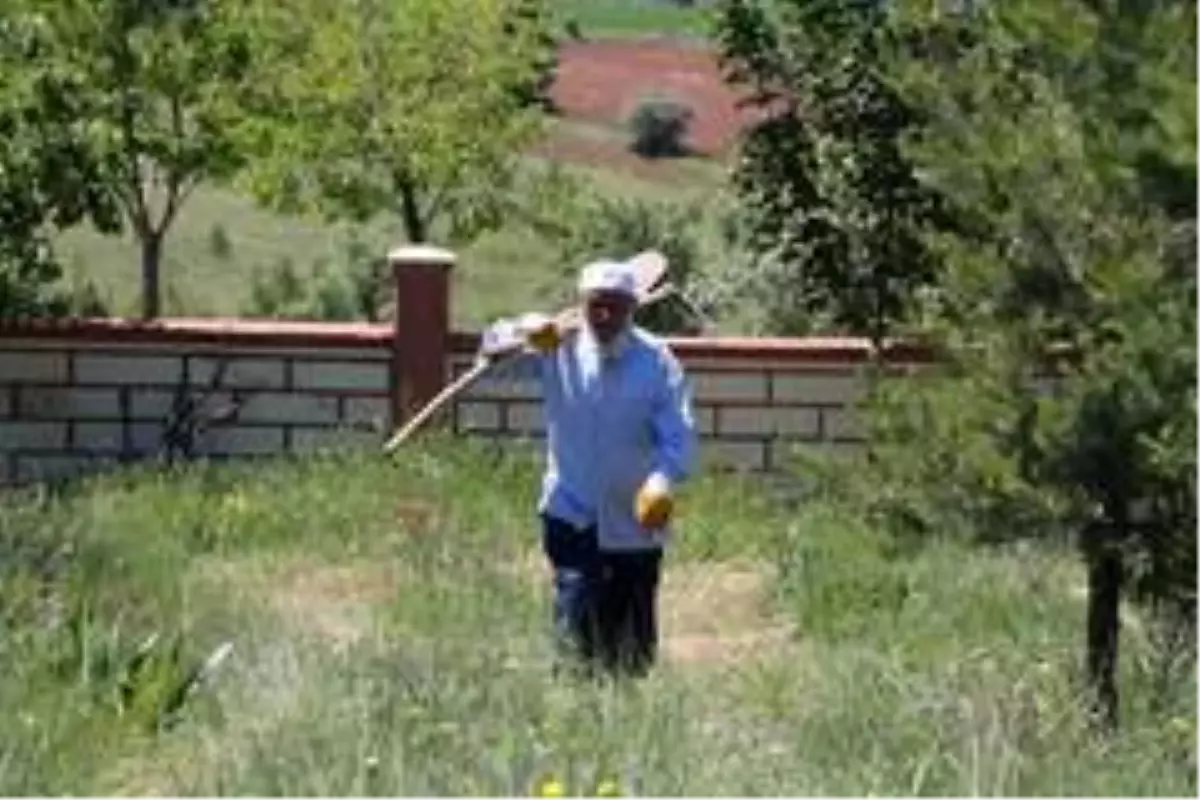 70\'lik delikanlı köyüne 8 bin 500 ağaç dikti