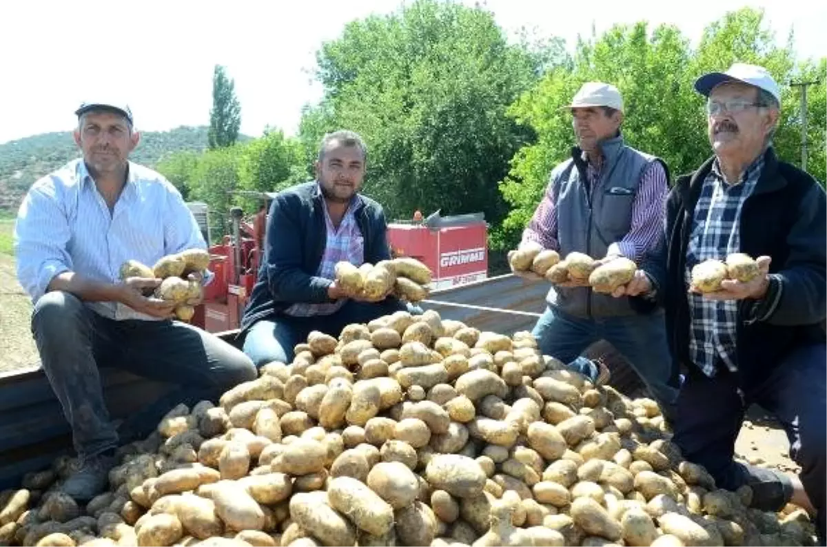 \'Beyaz altın\' yerine patates ekimiyle kazançları arttı