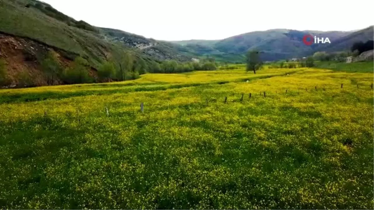 Son dakika... Bu manzara yılda sadece 15 gün görülüyor...Sarı çiçekler kilometrelerce uzunluktaki vadiyi sarmaladı