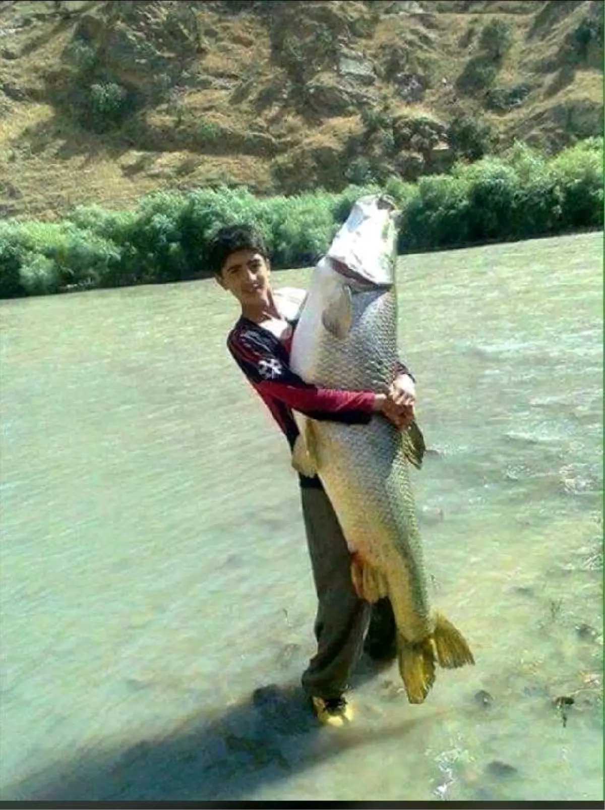 Çay kıyısına vuran 54 kiloluk turna balığı satıldı