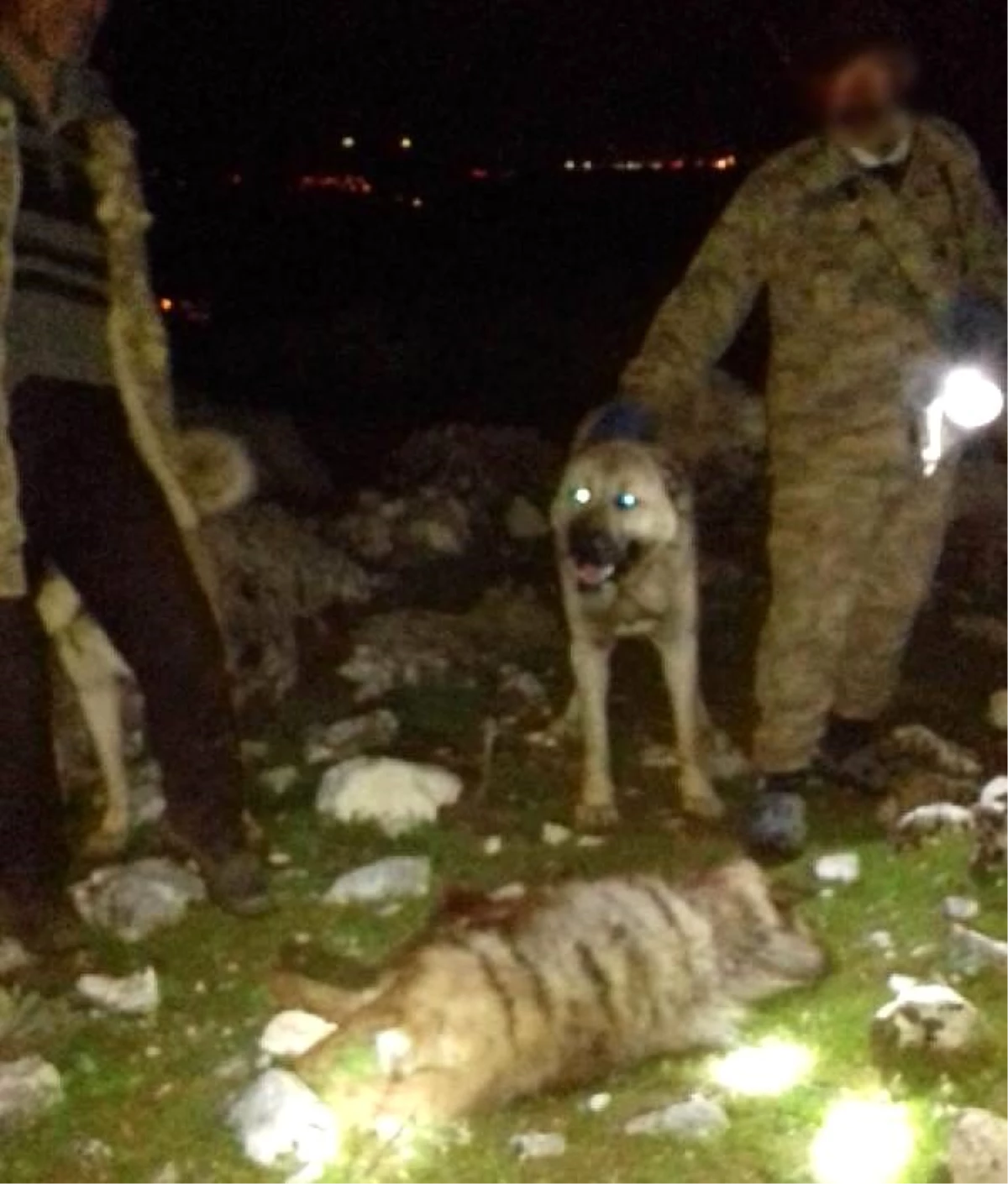 Çizgili sırtlanı köpeklere parçalatıp, öldürenlere 30 bin lira ceza