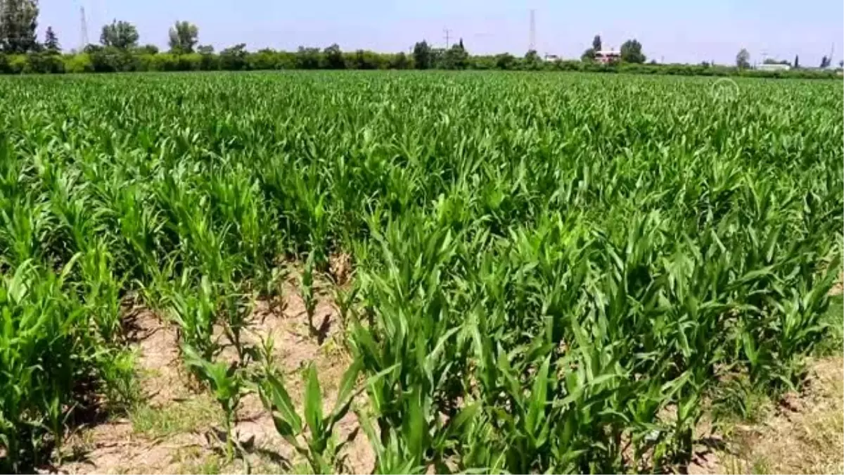 Çukurova çiftçisi rotayı mısırdan sera ve narenciye ürünlerine çevirdi