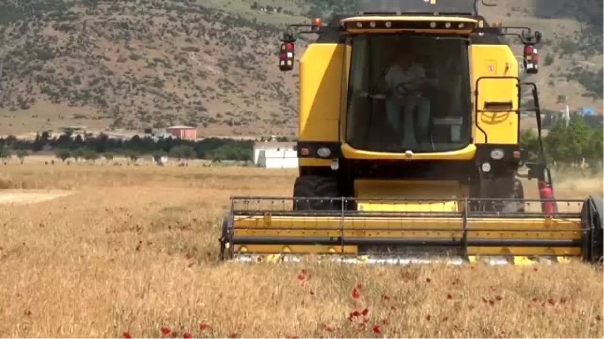 Hububat hasadına başlandı