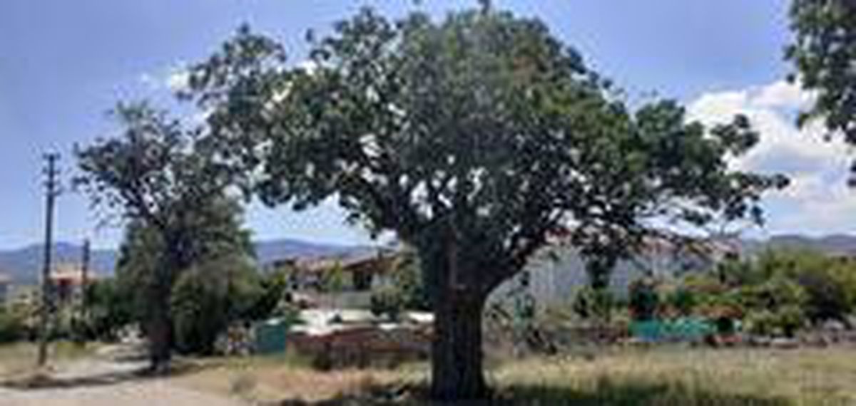 Tarihe tanıklık eden menengiçlere \'anıt ağaç\' levhaları asıldı