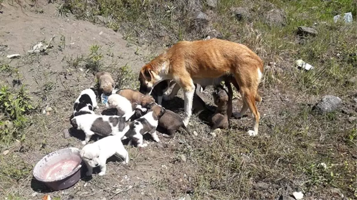 Toprağın altına yuva kazan köpek ve 14 yavrusuna hayvanseverler sahip çıktı