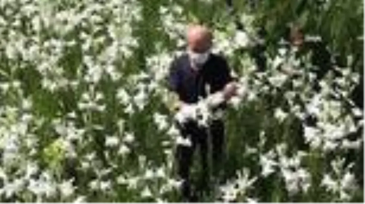 Son dakika haberleri | 80 kökle başladı, 7 bin kökle taleplere yetişemiyor