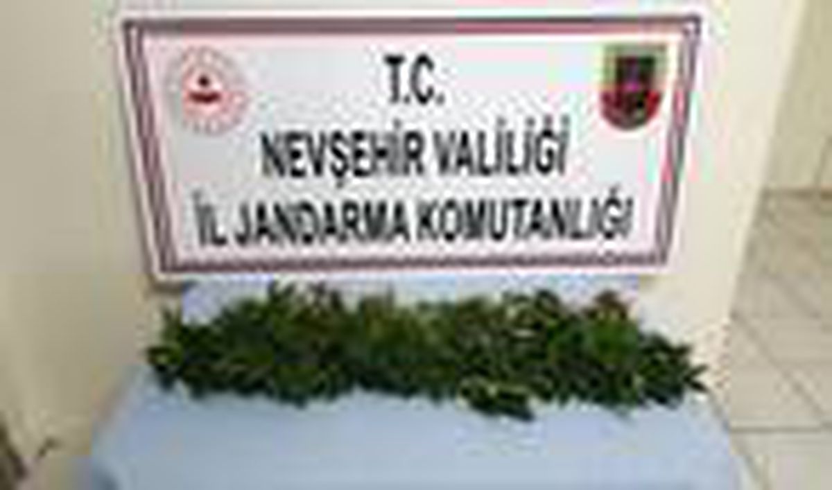 Avanos\'ta 39 kök Hint keneviri ele geçirildi