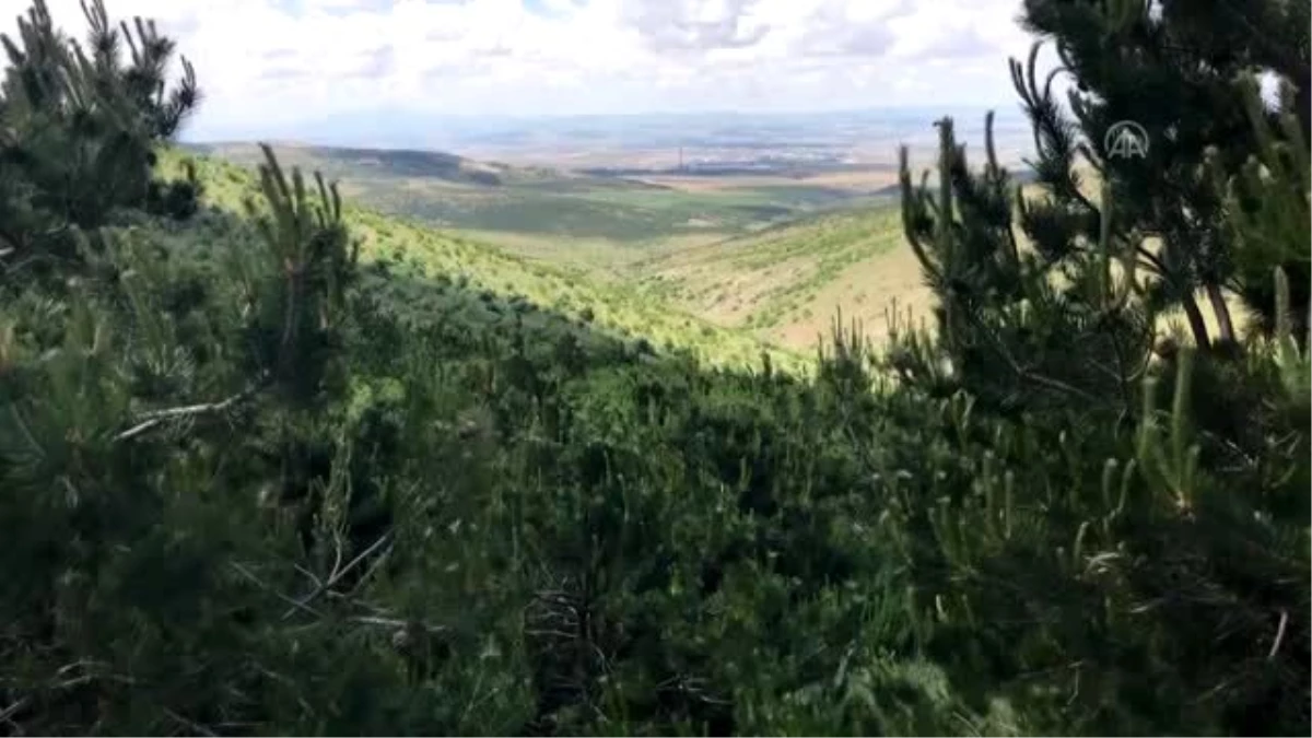 İç Anadolu\'nun bozkırı Kırşehir "yeşeriyor"