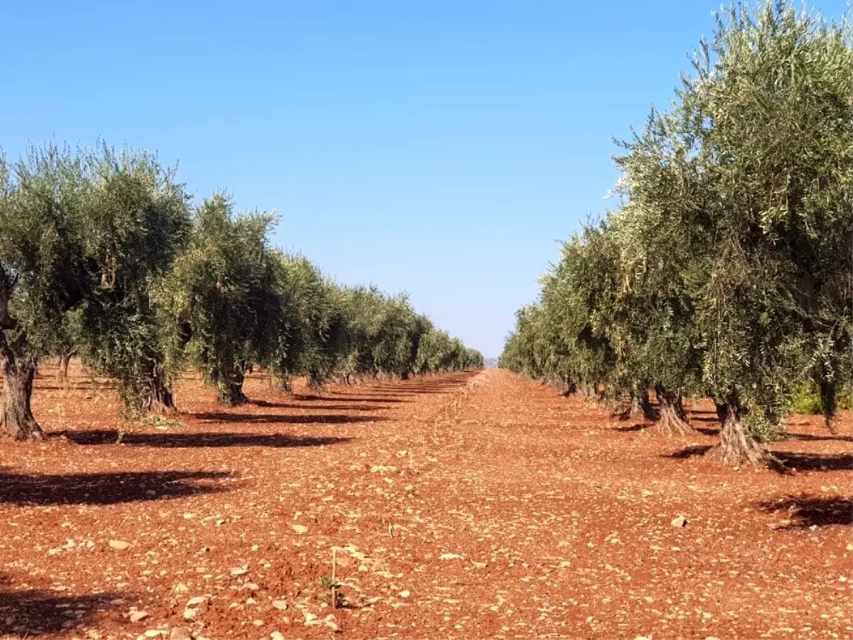 Kilis zeytinyağına altın madalya