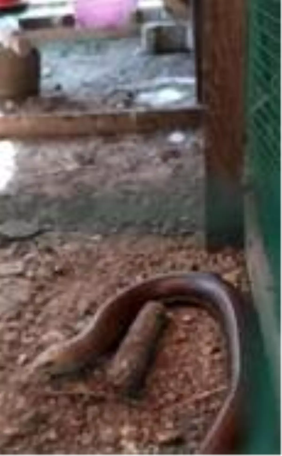 Kümese giren oluklu kertenkele yılan zannedilince paniğe sebep oldu