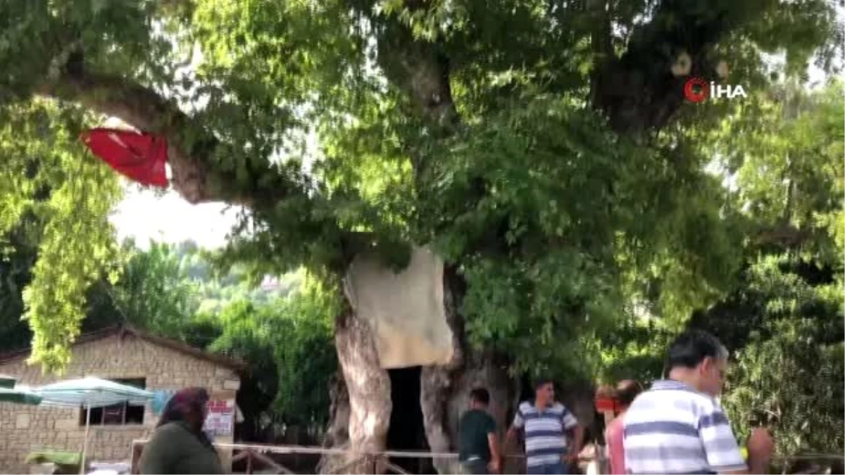 Musa Ağacı\'na ziyaretçi akını