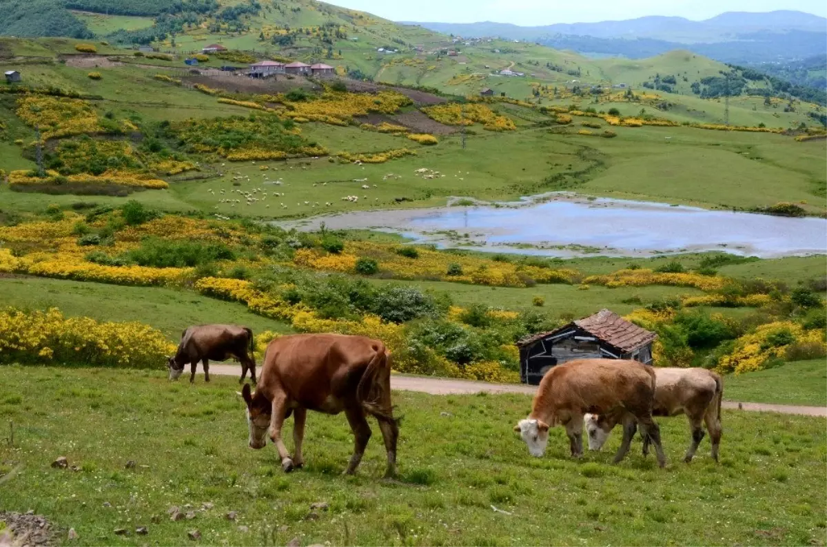 Ordu\'nun yaylalarında yaz güzelliği