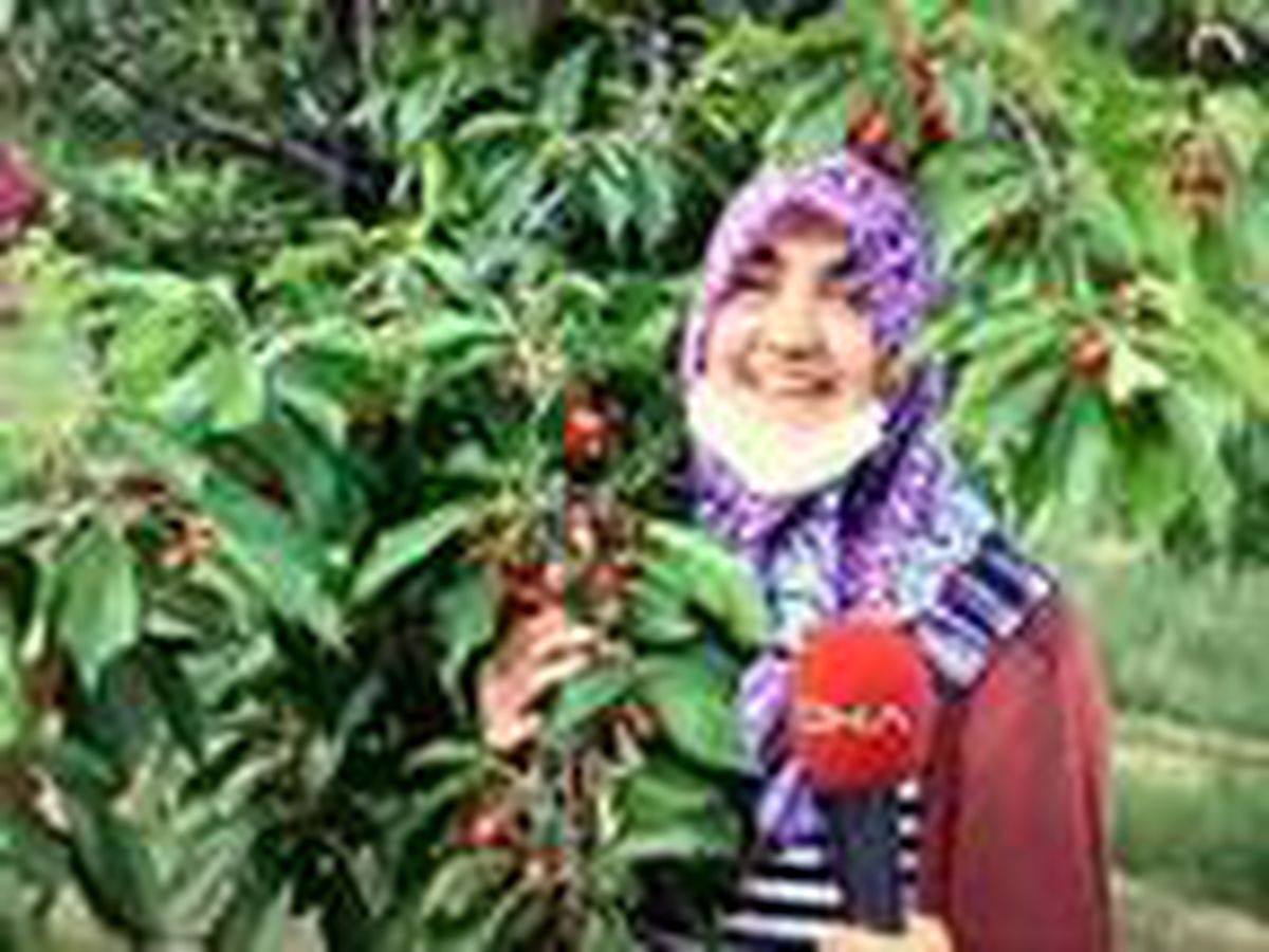 Sakin şehir Uzundere\'de kiraz mevsimi