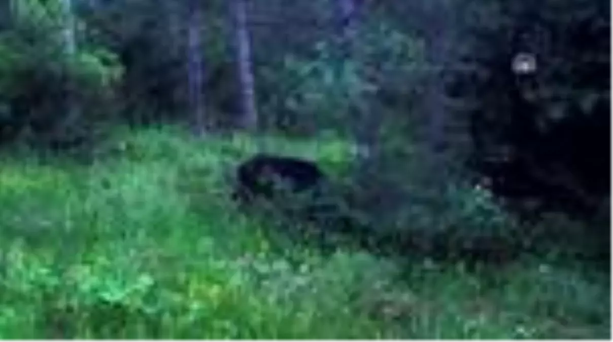 Son dakika haber: Yaban hayatı fotokapanla görüntülendi