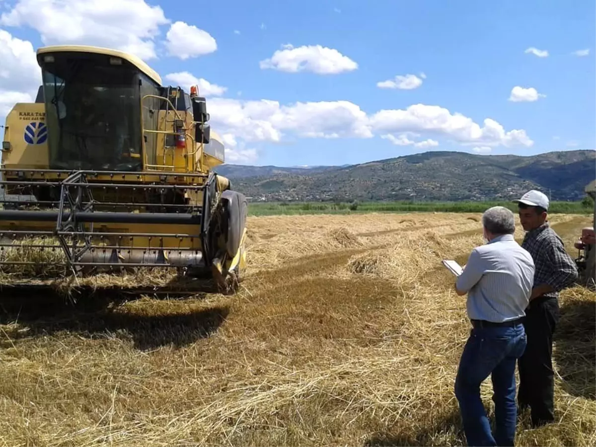 (YARIN)Aydın\'da buğday hasat kontrolleri devam ediyor