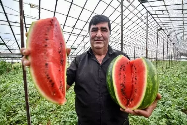 Antalyalı çiftçinin ürettiği kekik aromalı karpuzlara telep yağıyor