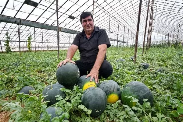 Antalyalı çiftçinin ürettiği kekik aromalı karpuzlara telep yağıyor