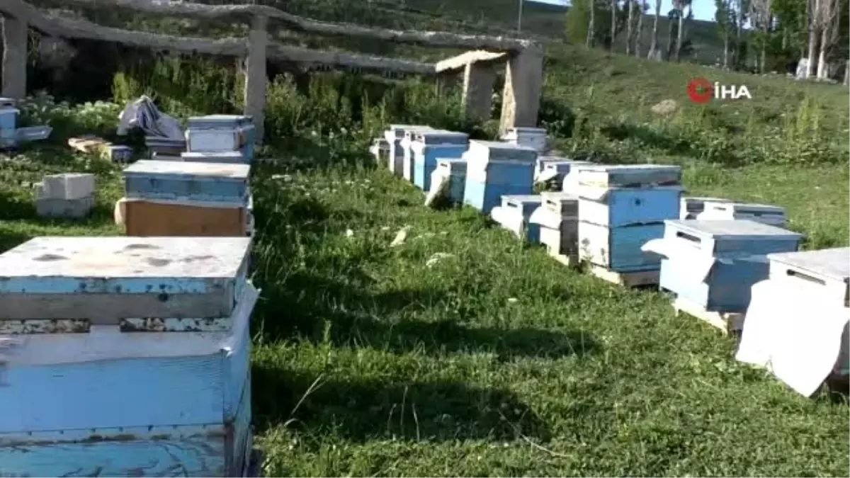 Ağrı\'da arı iğnesiyle doğal akupunktur tedavisi