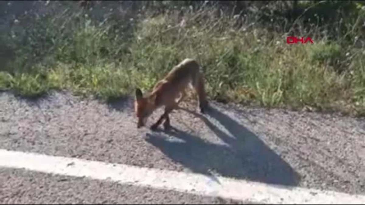 Çanakkale\'de yola çıkan tilkileri besledi